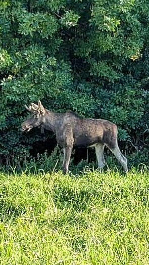Die Feuerwehr im Tullnerfeld war für Elch "Emil" im Einsatz.