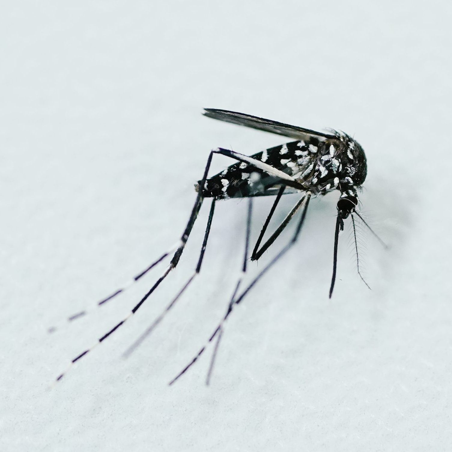 In Graz startete ein Pilotprojekt mit Tigermücken.