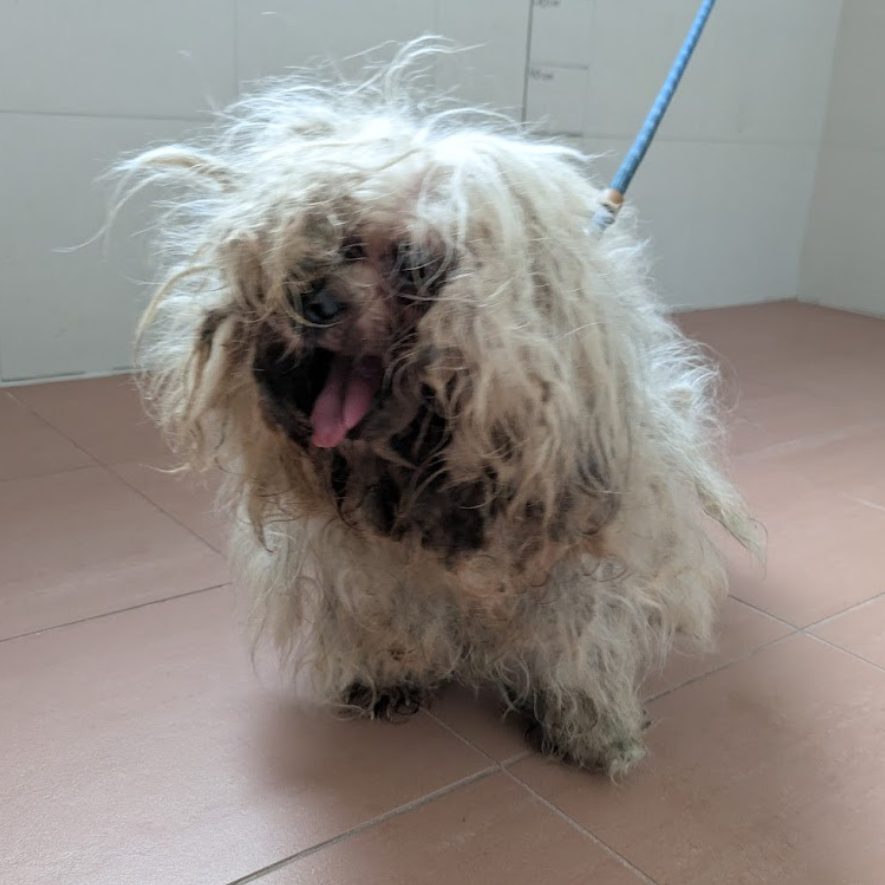 "Idefix" wurde in Wien-Simmering gefunden.