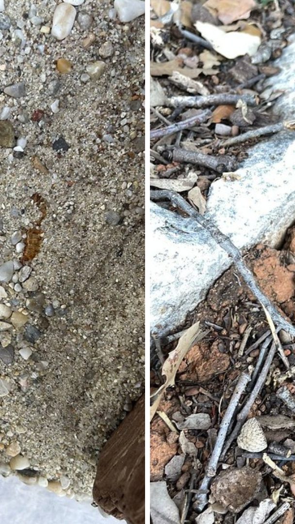 Skorpion auf Irrfahrt.