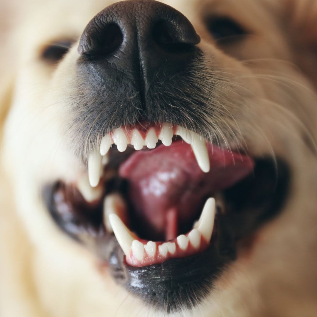 Zwei Hunde bissen in Oberösterreich zu.