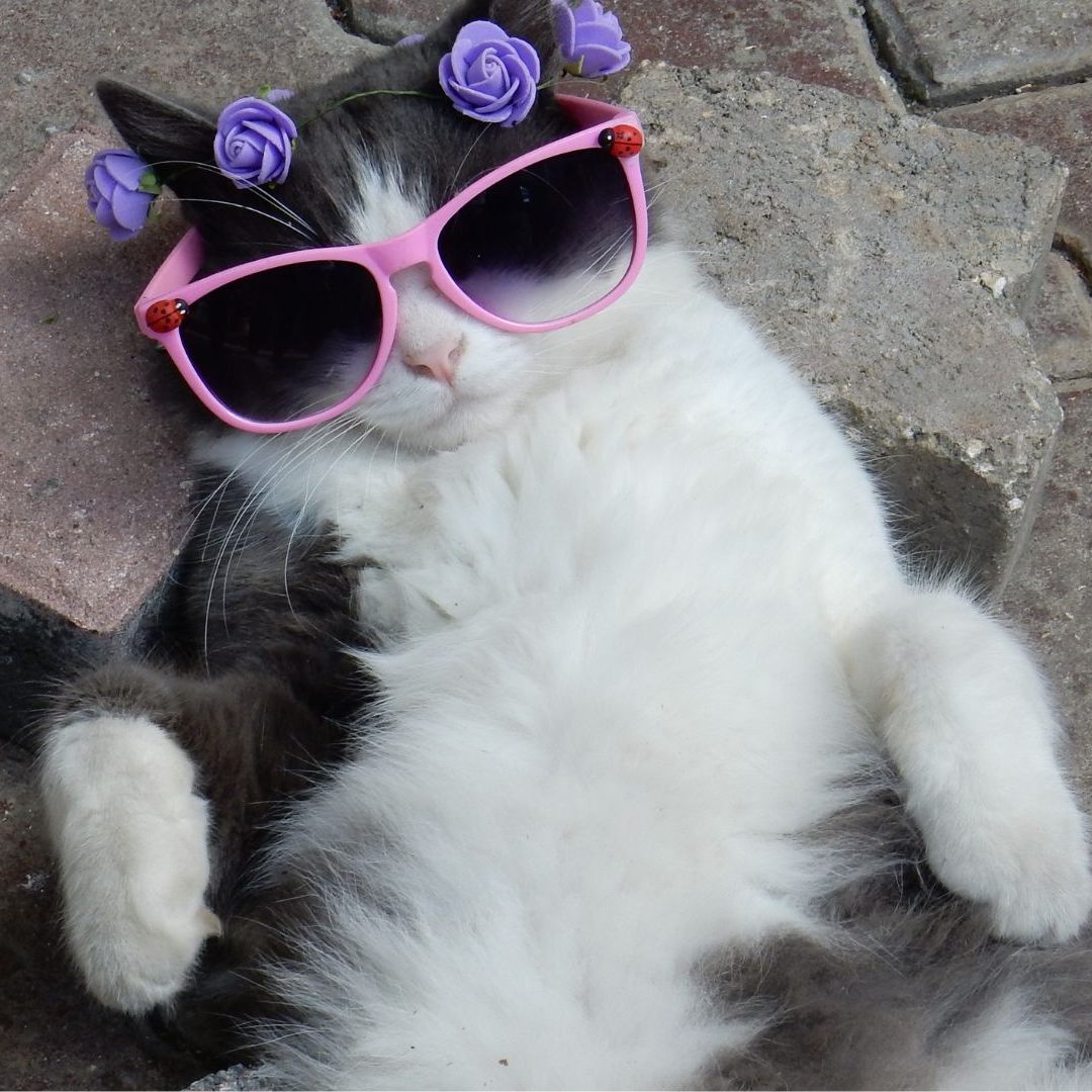 Österreich liegt den Miezen zu Pfoten.