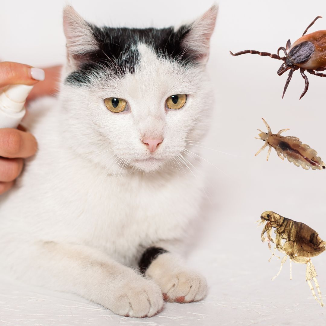 In Parasitenmitteln stecken oftmals schädliche Pestizide und Insektizide.