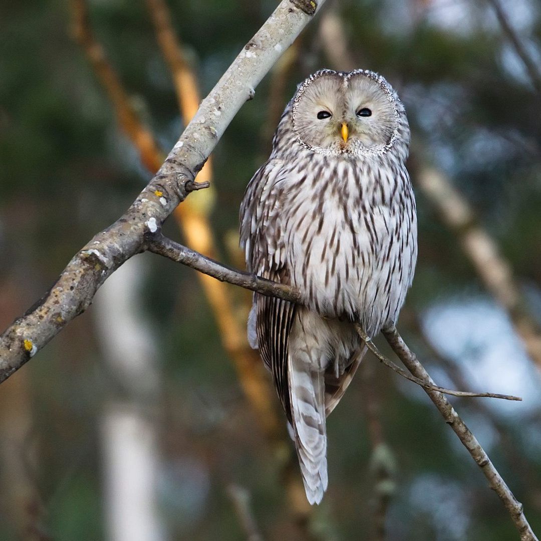 Als Hauptursache für das Aussterben der Habichtskäuze gelten Abschüsse.