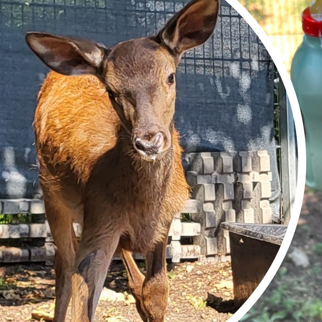 "Goliath" kämpft sich ins Leben zurück.