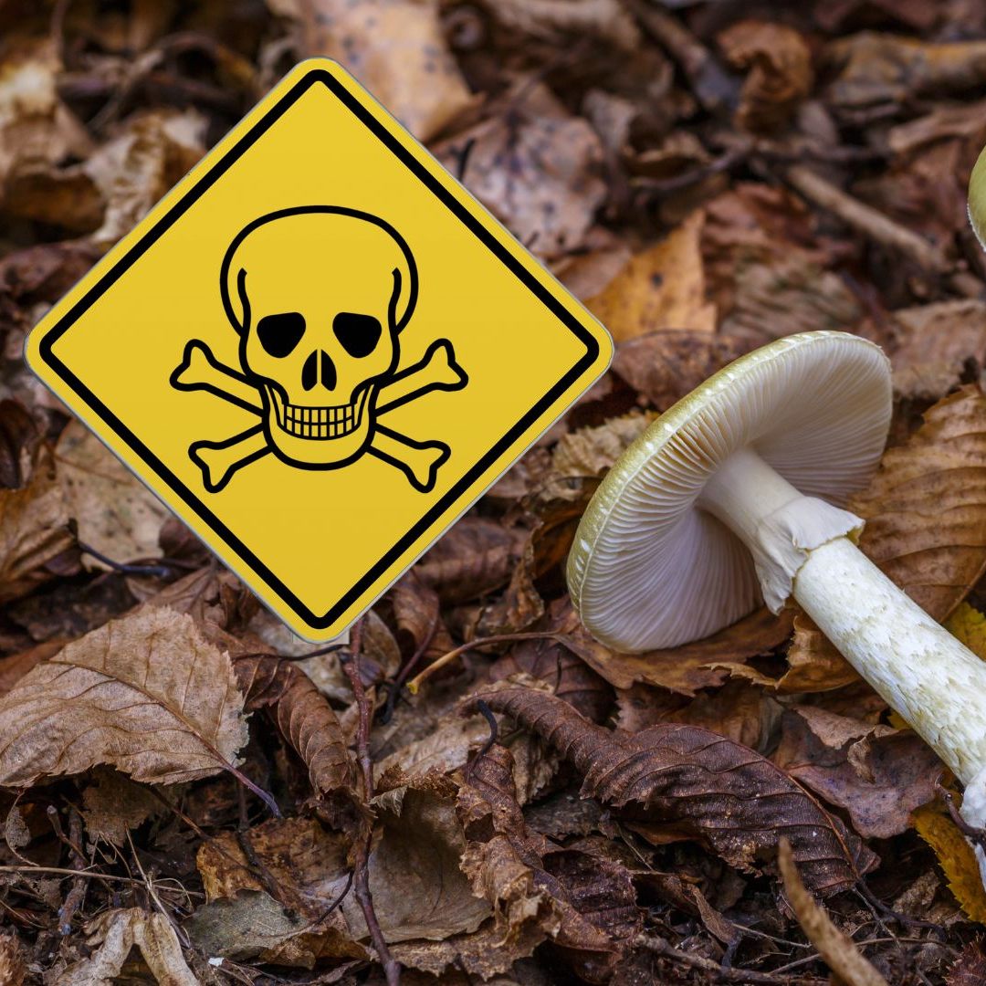 Besonders gewarnt wird vor dem giftigen Knollenblätterpilz.