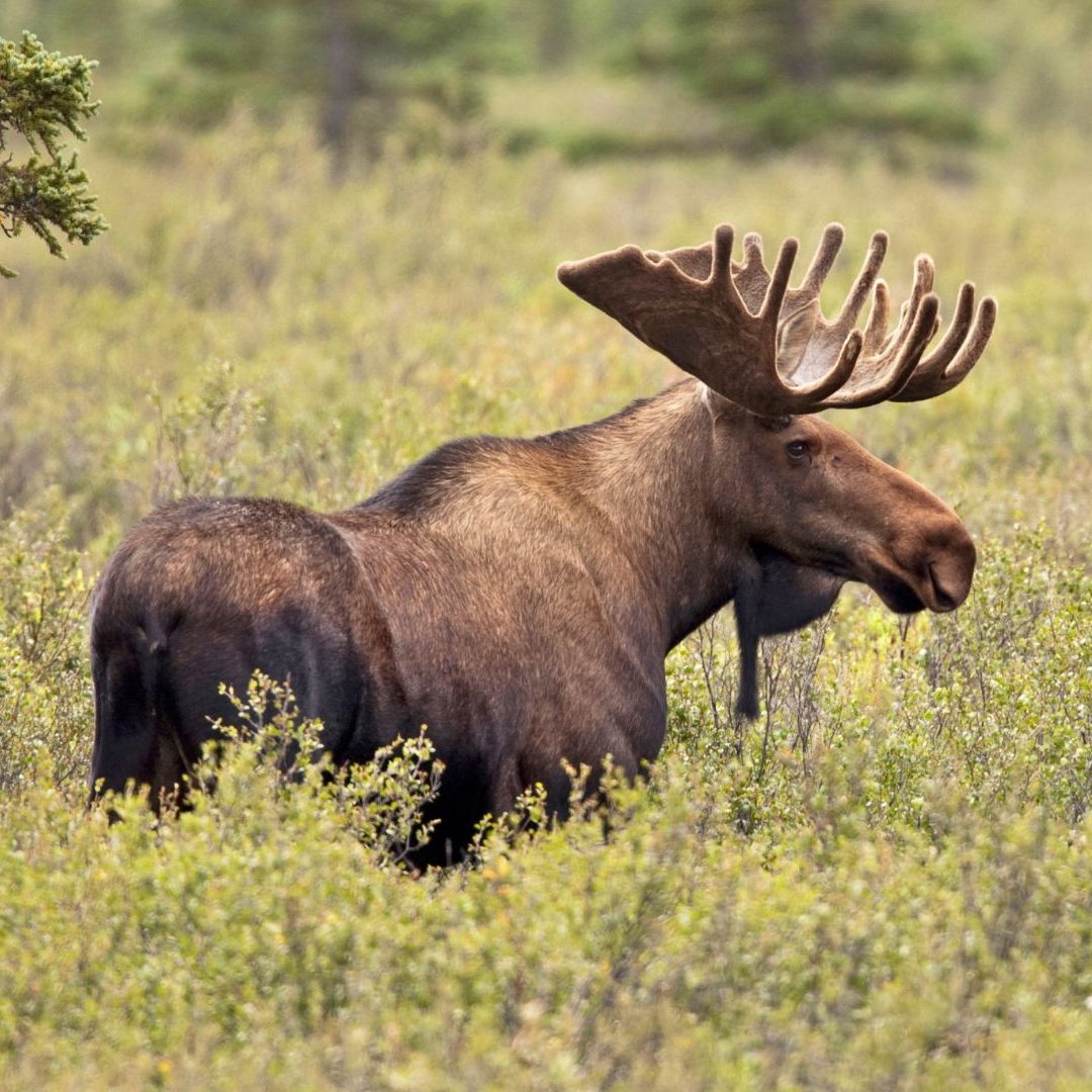 Elch Emil wurde im Weinviertel gesichtet.