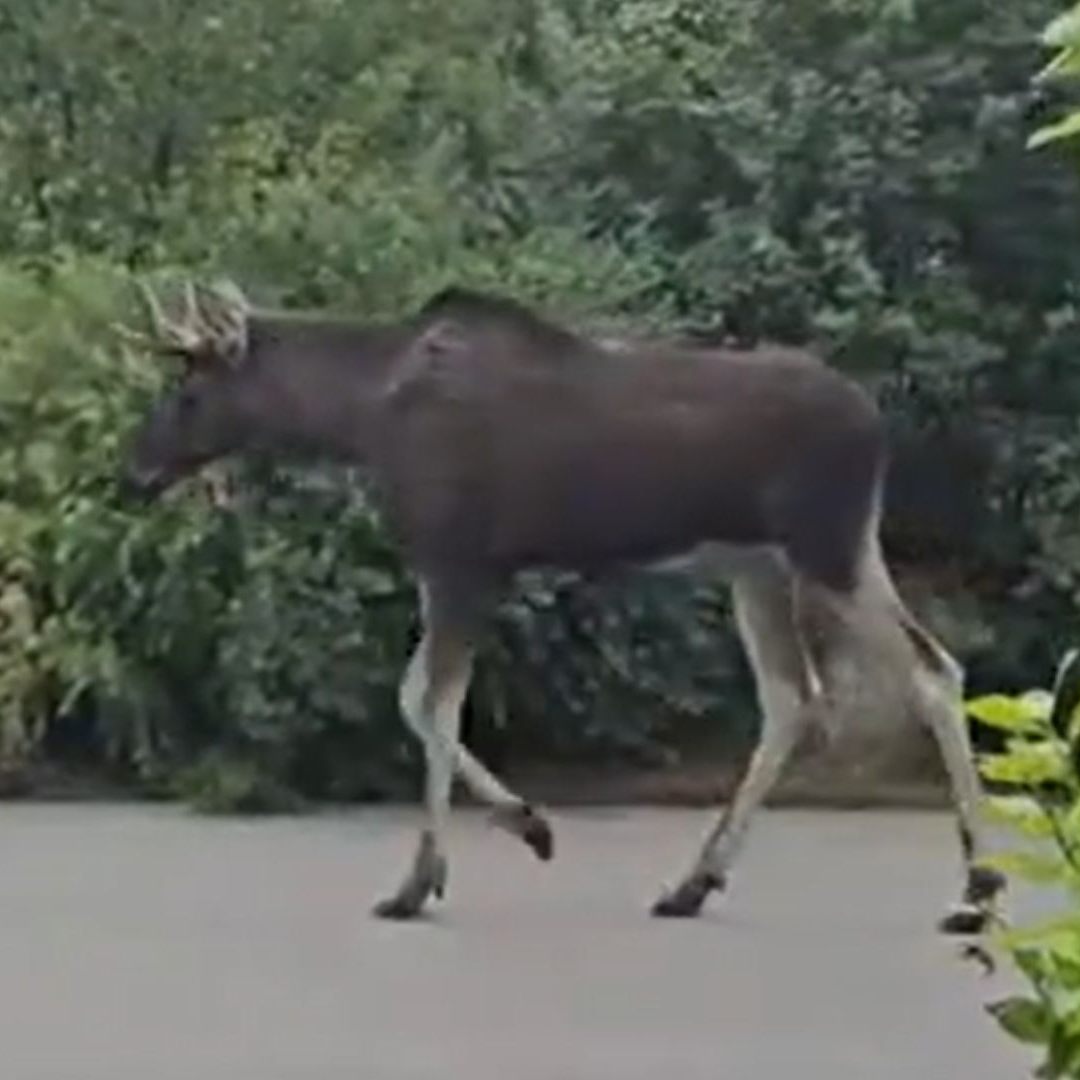 Elch Emil ist mittlerweile an der Wiener Stadtgrenze angelangt.