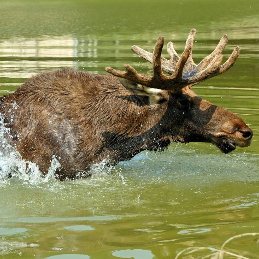 Der Elch dürfte die Donau durchschwommen haben.