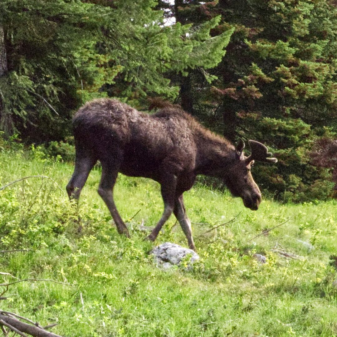 Elch Emil ist auf der Suche nach einem passenden Revier.