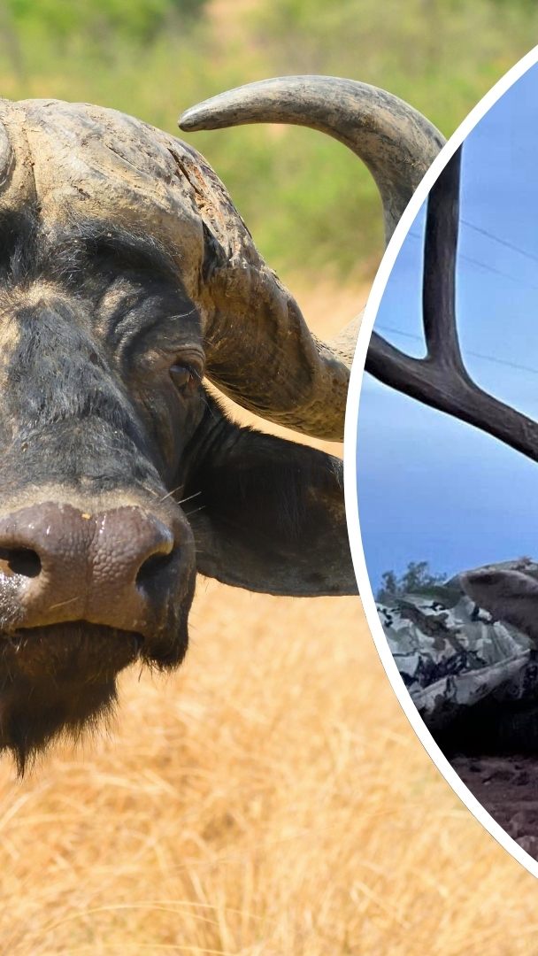 US-Millionär Asher Watkins (r.) wurde in Südafrika von einem Kaffernbüffel getötet.