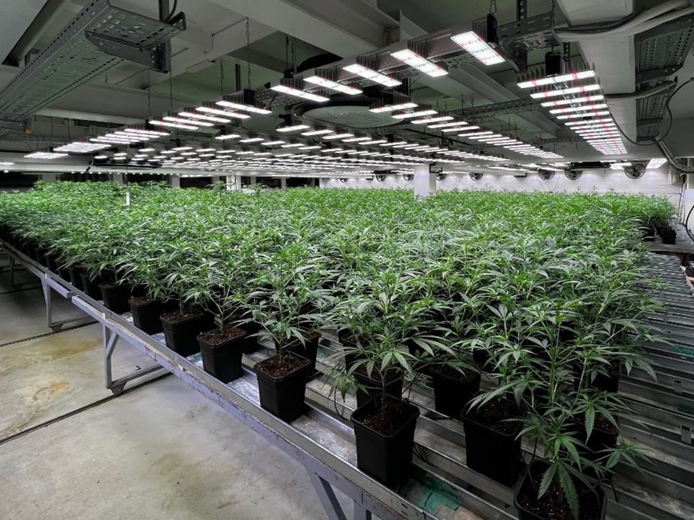 Insgesamt konnten 1.485 Cannabispflanzen sichergestellt werden. Insgesamt konnten 1.485 Cannabispflanzen sichergestellt werden.