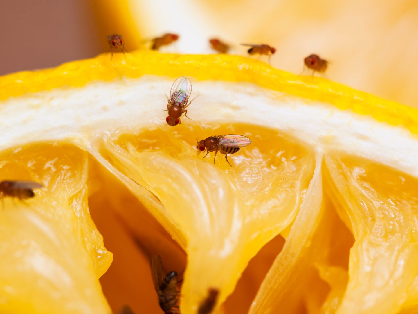 Fruchtfliegen loswerden: Diese Tricks helfen sofort