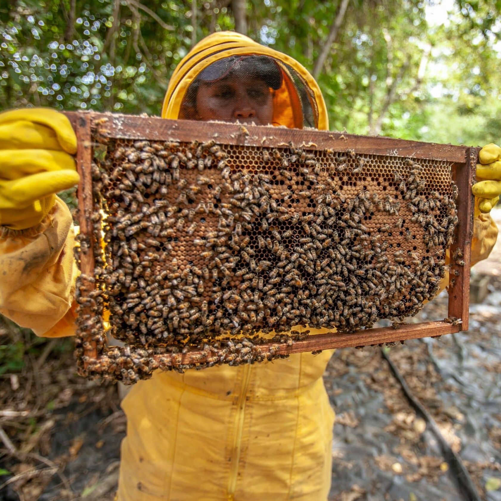 Der Tierschutzverein Österreich meldet einen starken Rückgang bei Honigbienen.