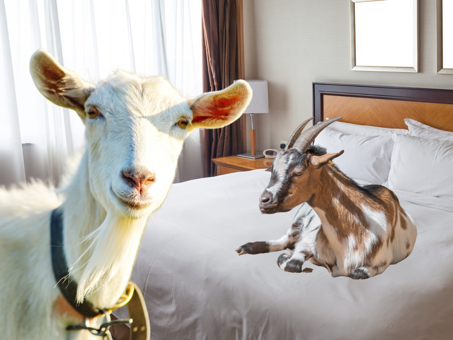 Ziegenplage auf Stromboli: 2.000 Tiere belasten Insel