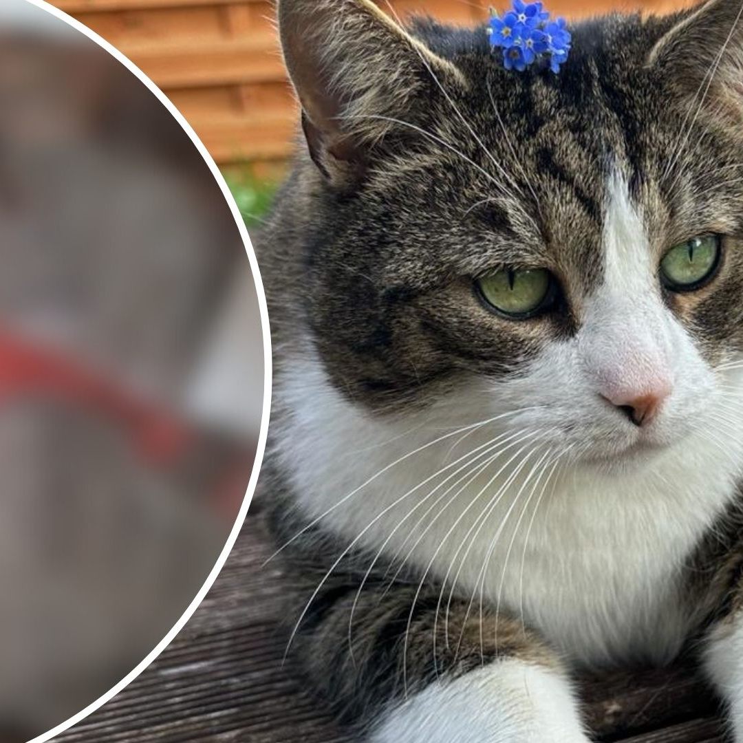 Kater Ari und seine Verletzung