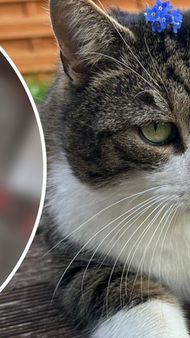 Kater Ari und seine Verletzung