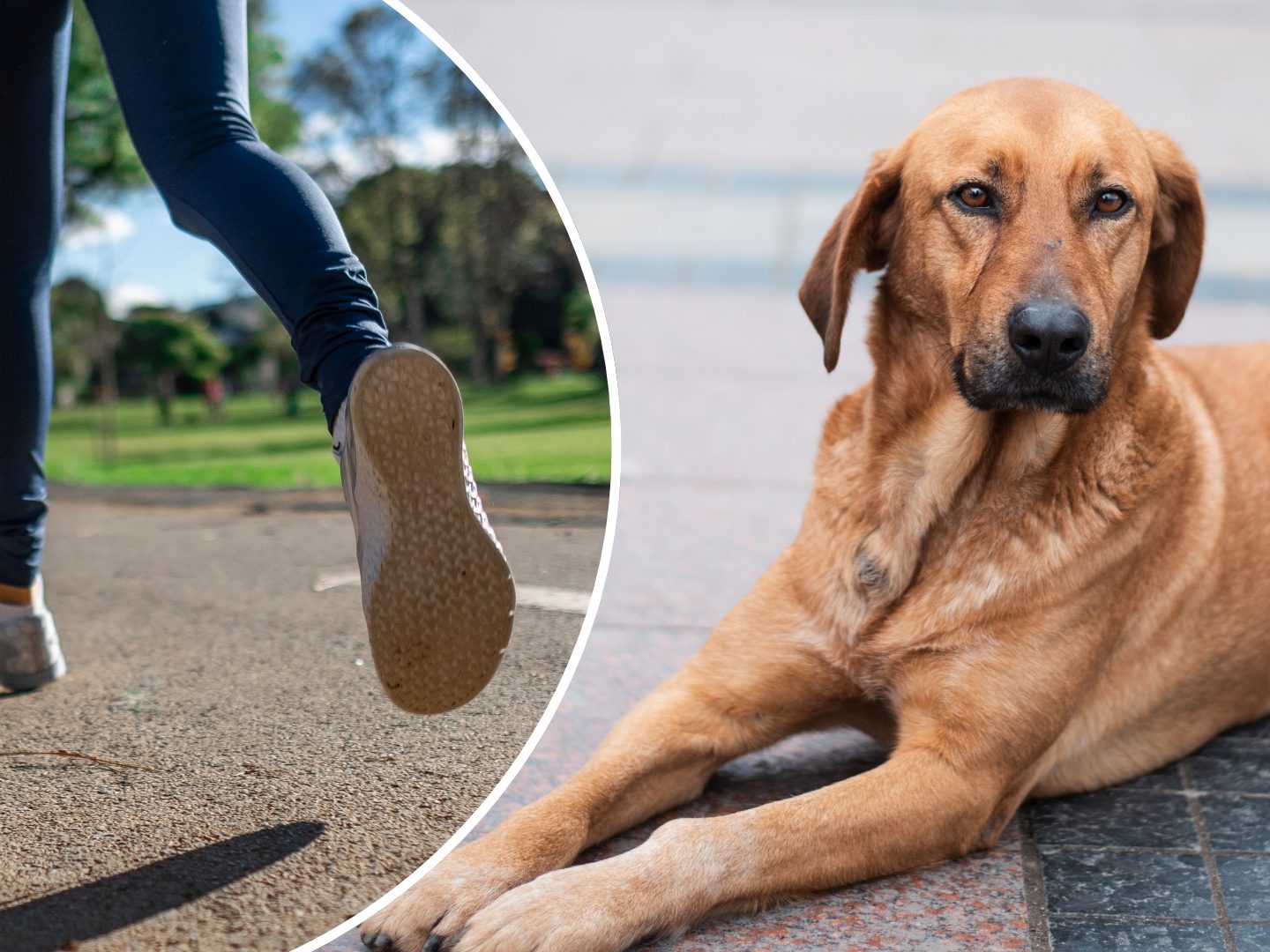 Teenagerin nach Hunde-Angriff mit 500 Stichen genäht Teenagerin nach Hunde-Angriff mit 500 Stichen genäht