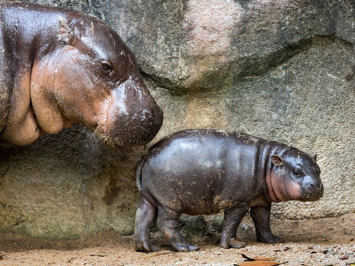 Nilpferd-Baby "Mars" hört nur auf seine Mutter.
