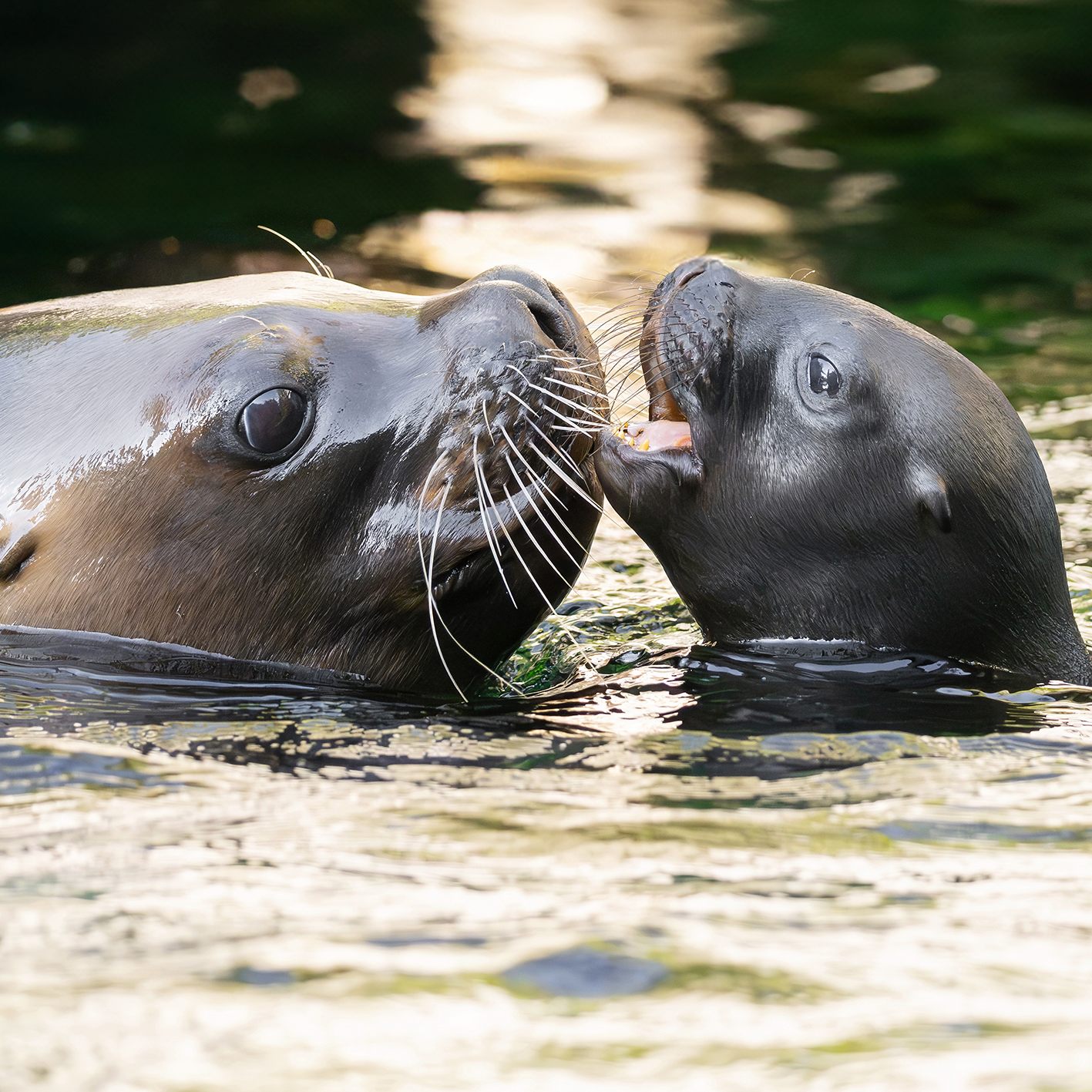 Noch sind Mutter und Jungtier in einem abgetrennten Bereich im Tiergarten Schönbrunn.