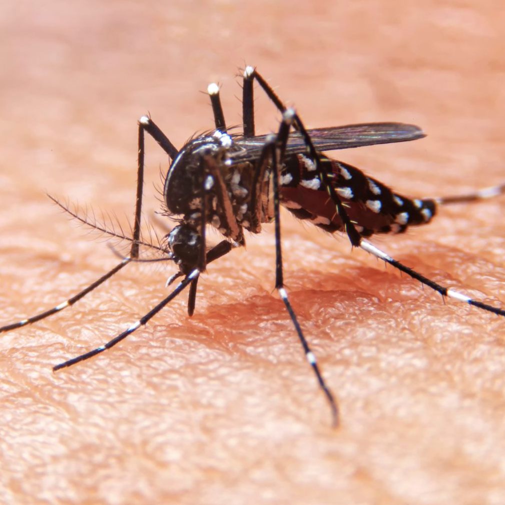 West-Nil- und Chikungunya-Fälle steigen deutlich an