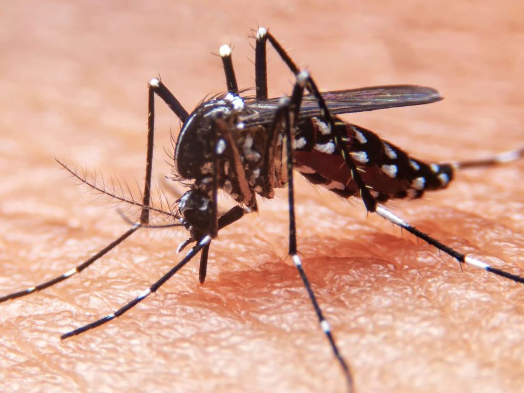 West-Nil- und Chikungunya-Fälle steigen deutlich an West-Nil- und Chikungunya-Fälle steigen deutlich an