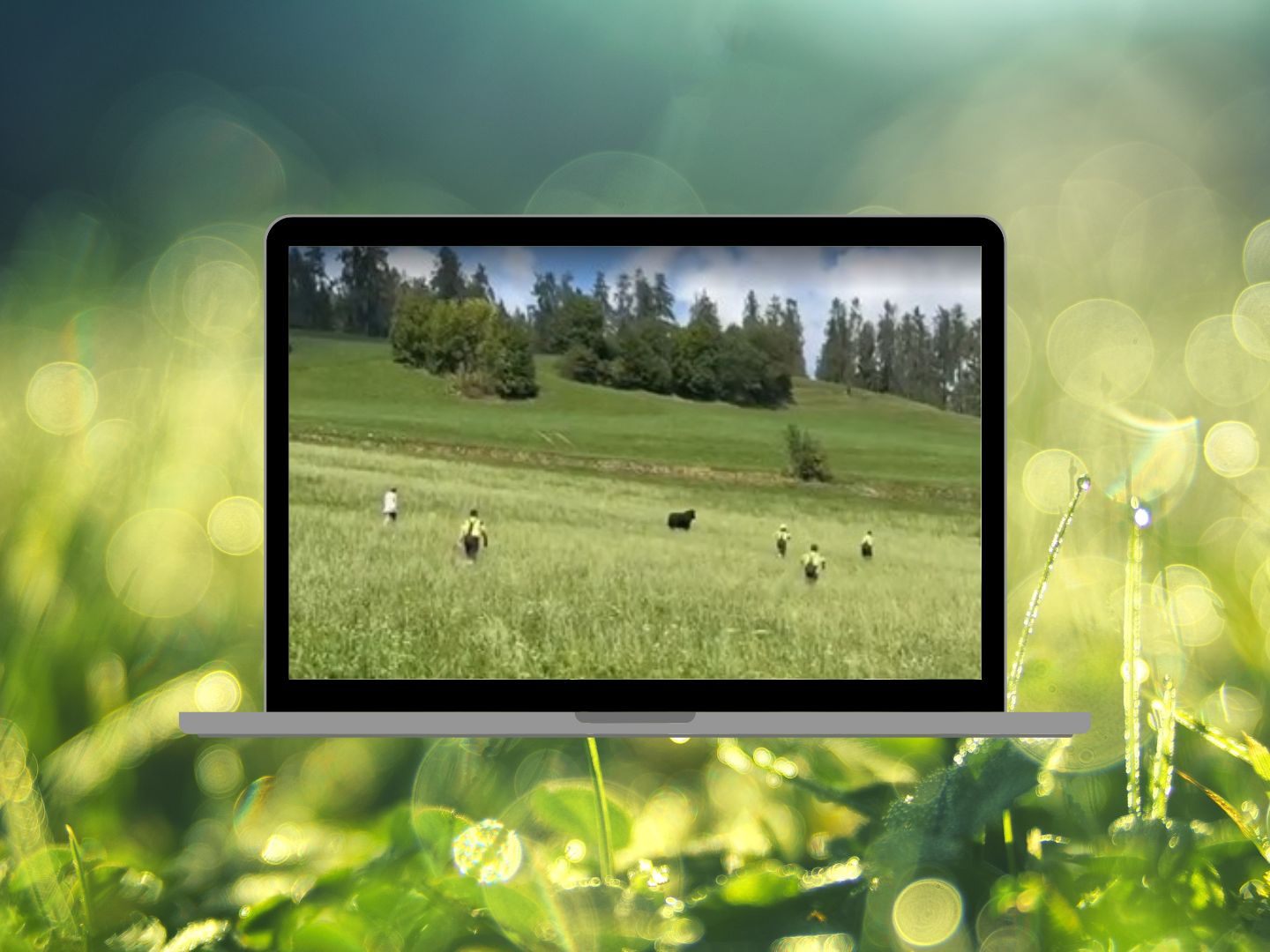 Tier auf der Straße – Stier in St. Lorenzen unterwegs