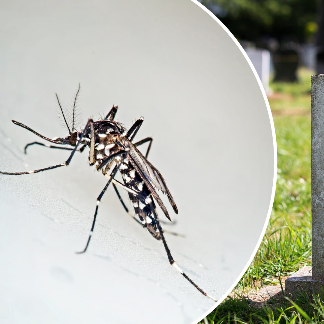 Zwei Tote nach West-Nil-Fieber in Griechenland