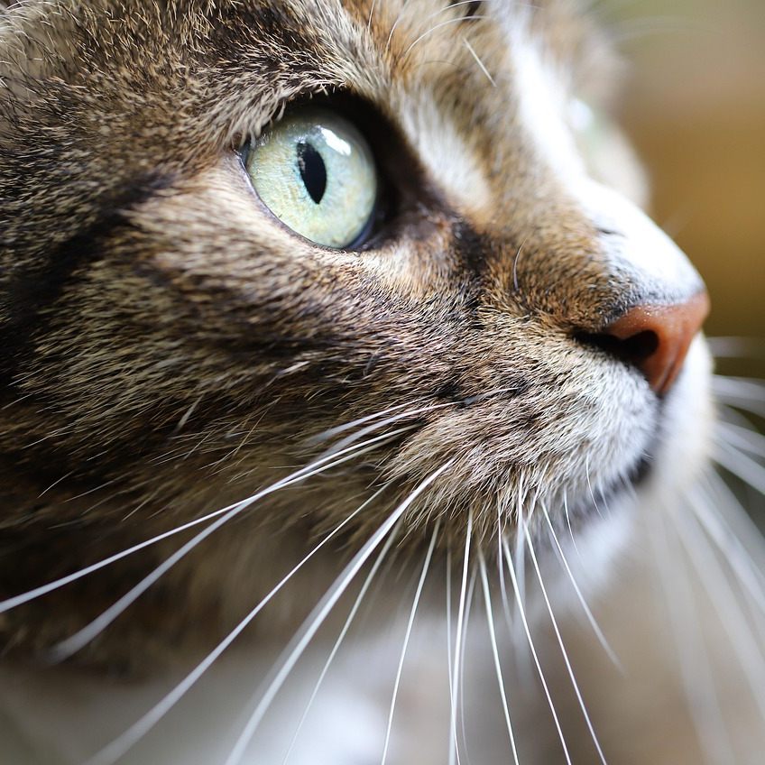 Tierärzte rufen zum Weltkatzentag zur regelmäßigen Gesundheitsvorsorge auf.