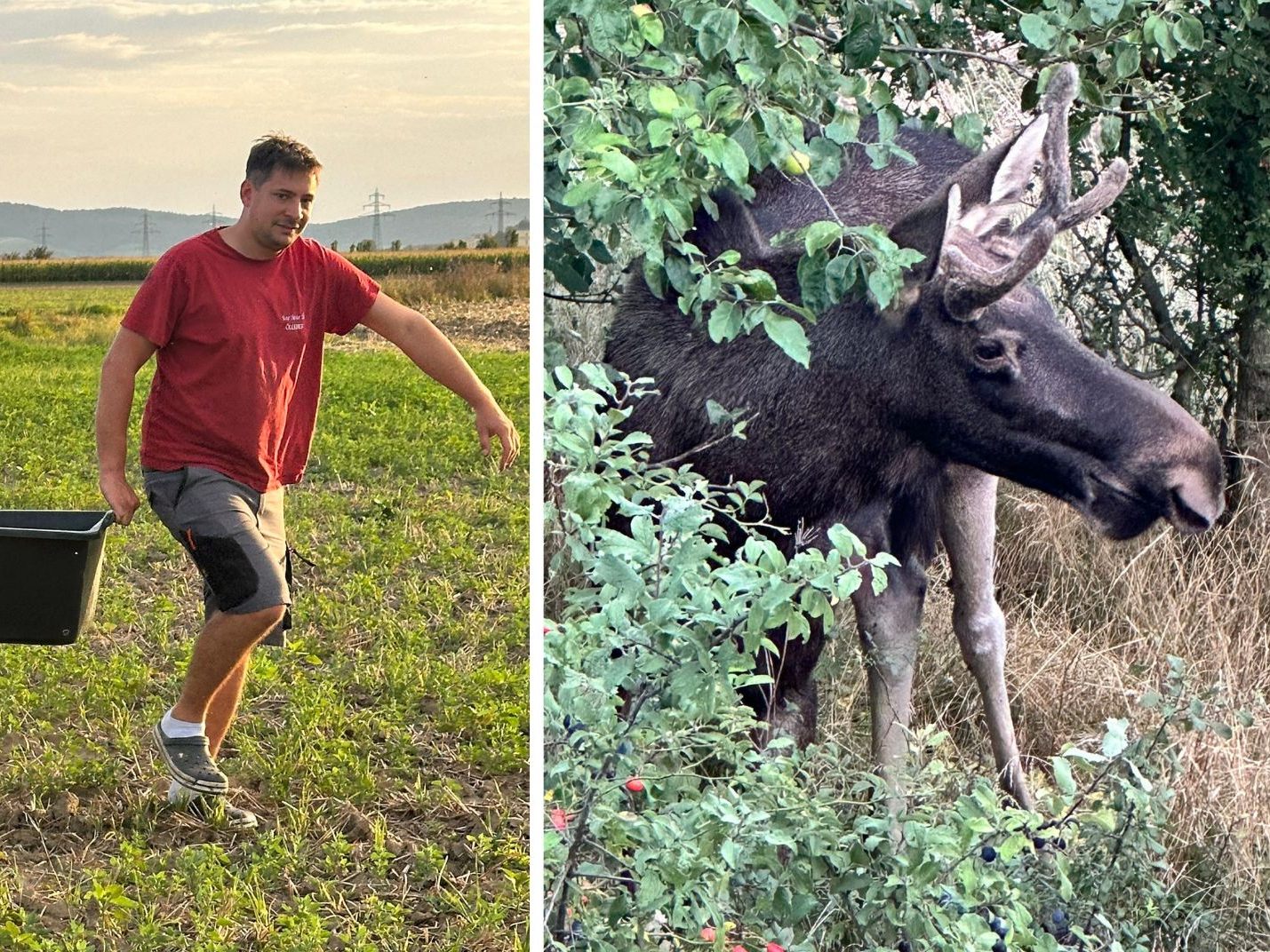 Elch "Emil" braucht Wasser – Feuerwehr rückt aus.