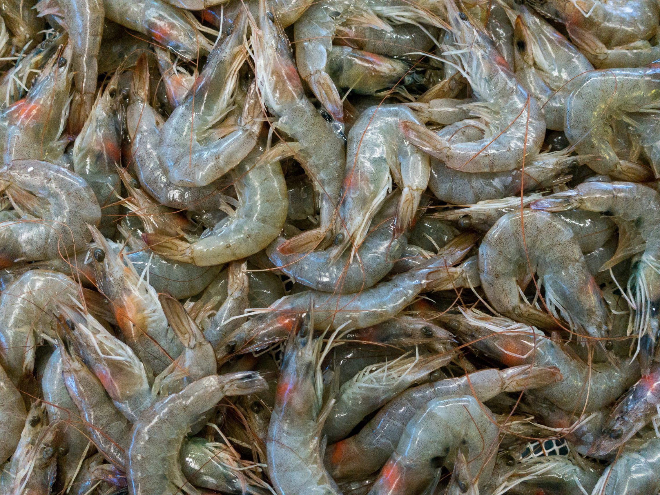 In den USA ruft Walmart Tiefkühl-Shrimps zurück. Die FDA fand radioaktives Caesium-137. Betroffen sind 13 Bundesstaaten. In den USA ruft Walmart Tiefkühl-Shrimps zurück. Die FDA fand radioaktives Caesium-137. Betroffen sind 13 Bundesstaaten.