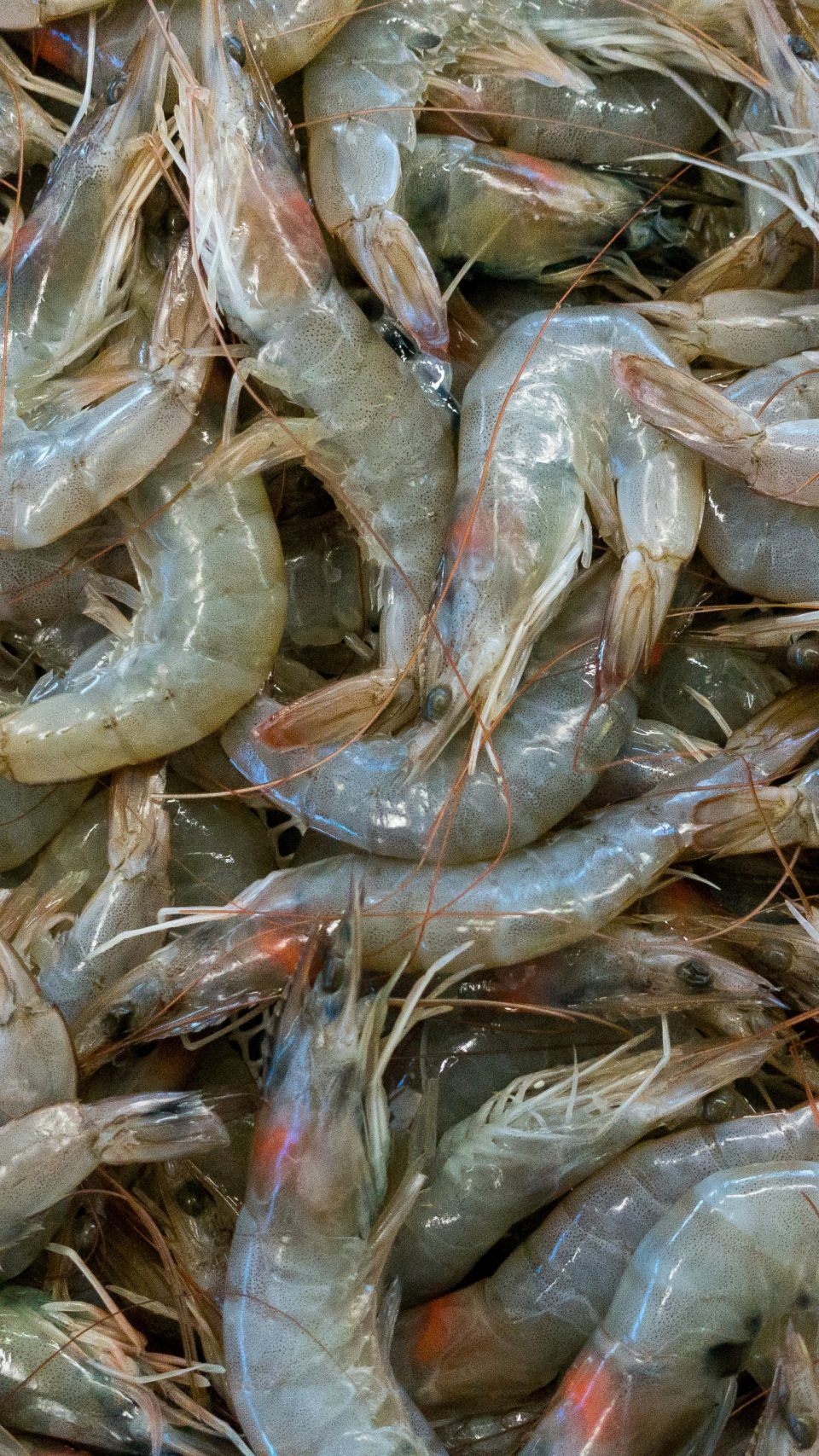 In den USA ruft Walmart Tiefkühl-Shrimps zurück. Die FDA fand radioaktives Caesium-137. Betroffen sind 13 Bundesstaaten.