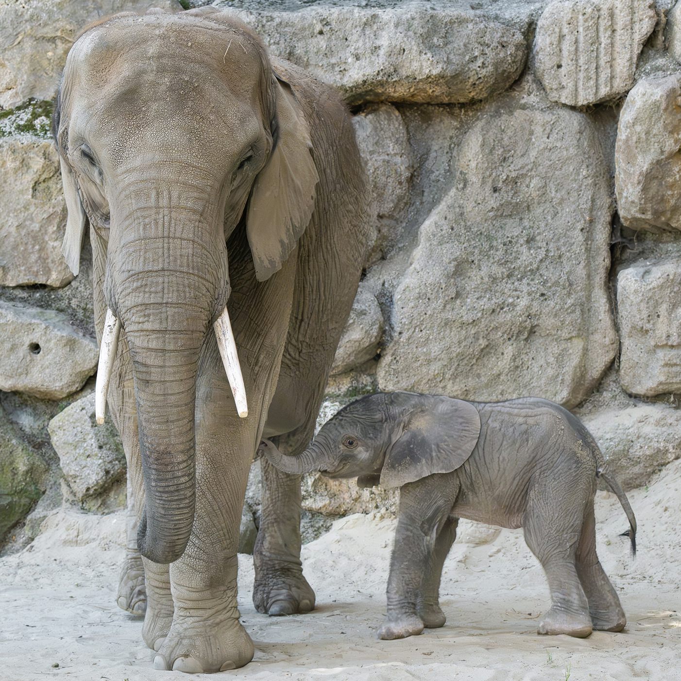 Ein Elefantenkalb wurde im Tiergarten Schönbrunn geboren.