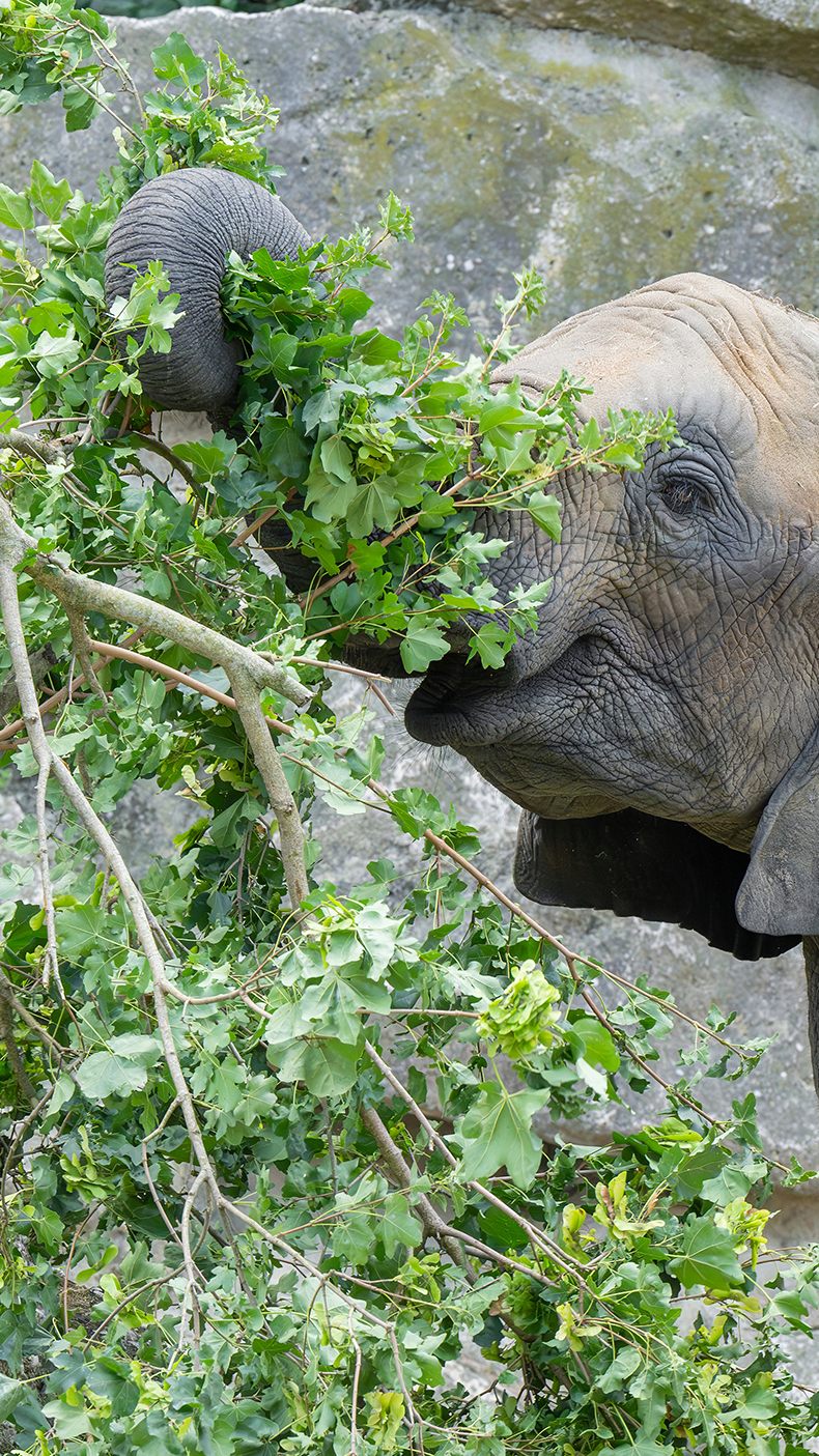 Zum Welttag des Elefanten gibt es eine extra große LKW-Ladung frischer Äste.