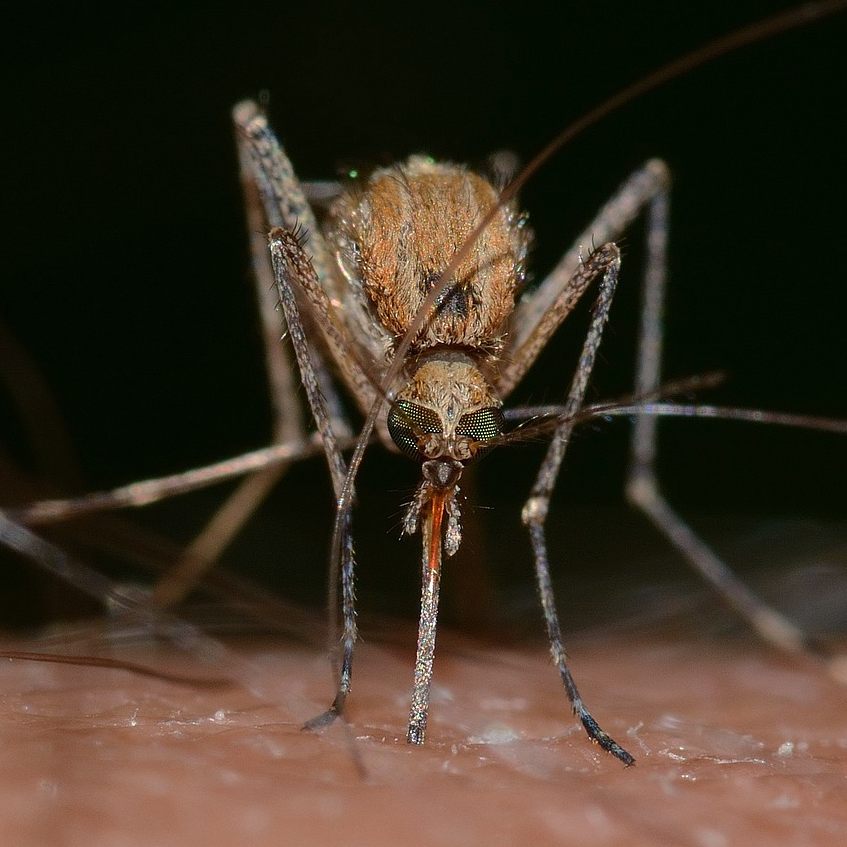 Sieben von zehn Insektenstichheilern sind nur bedingt empfehlenswert.