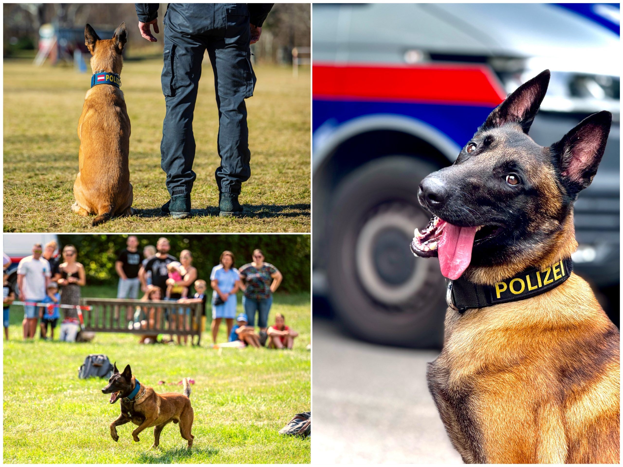 Wirf einen Blick auf die Arbeit der Fellnasen der Wiener Polizei.