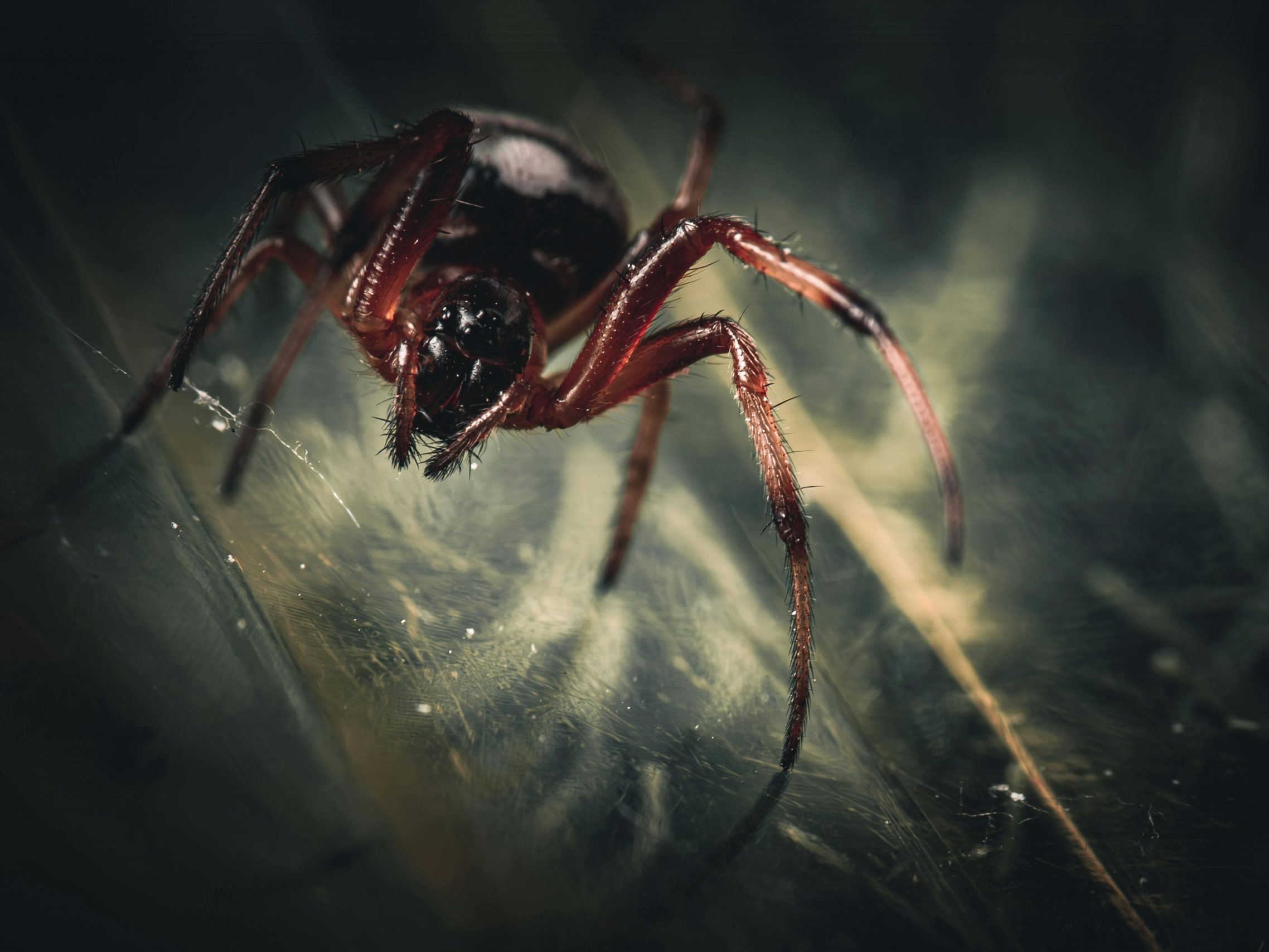 Warum sich Spinnen gerne hinter Kühlschrank & Co. verstecken – und wie man sie mit einfachen Mitteln fernhält. Hier zu sehen: Die große Fettspinne (Kugelspinne) Warum sich Spinnen gerne hinter Kühlschrank & Co. verstecken – und wie man sie mit einfachen Mitteln fernhält. Hier zu sehen: Die große Fettspinne (Kugelspinne)