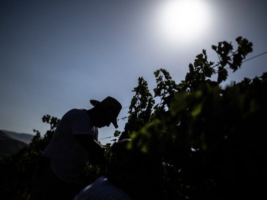 Weinlese an Merlot-Reben unter Siziliens gleißender Sonne