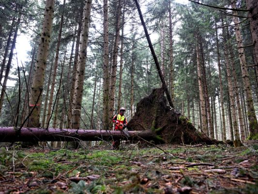 Forschende betrachteten Wald-Entwicklung durch ökonomische Brille