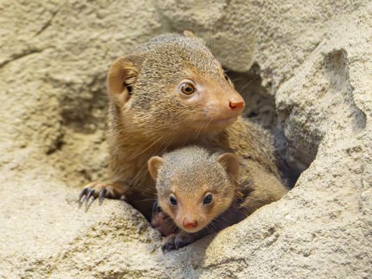 Die Neugierde der Zwergmangusten-Jungtiere wächst von Tag zu Tag Die Neugierde der Zwergmangusten-Jungtiere wächst von Tag zu Tag