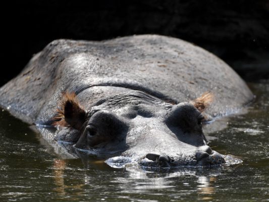 Flusspferde sind in der Elfenbeinküste besonders gefährlich Flusspferde sind in der Elfenbeinküste besonders gefährlich