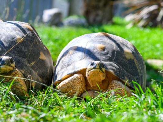 Vom Tiergarten Schönbrunn in die Madagaskaranlage umgesiedelt Vom Tiergarten Schönbrunn in die Madagaskaranlage umgesiedelt