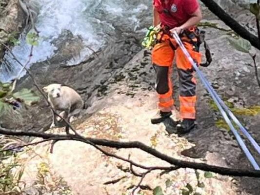 Hund-knapp-vor-Absturz-ber-Krimmler-Wasserf-lle-gerettet