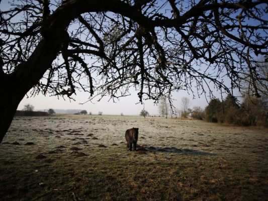 Klein, und doch zu groß: In einen Kofferraum passt kein Shetland-Pony Klein, und doch zu groß: In einen Kofferraum passt kein Shetland-Pony