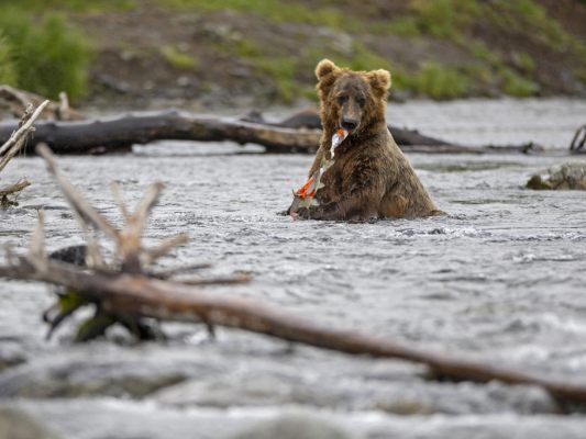 -quot-Grazer-quot-bei-quot-Fat-Bear-quot-Wahlen-in-Alaska-dabei