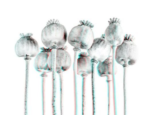 Cramers "Schlafmohn" - gesehen wie nach der Einnahme von Schlafmohn