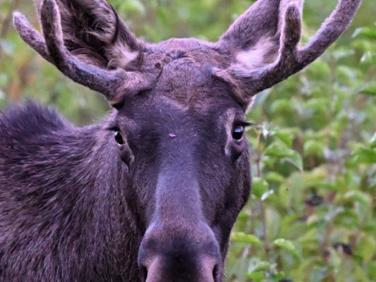 "Emil" ist im tschechischen Nationalpark angekommen.