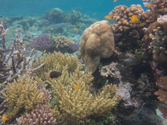 Unterwasserfoto zeigt Korallenbleiche im bedrohten Archipel