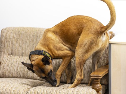Suche für Hunde Höchstleistung