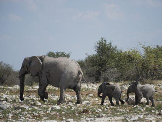 Die Wildtiere im namibischen Etosha-Nationalpark sind in Gefahr